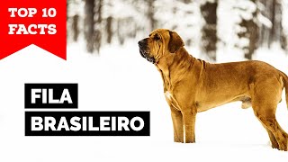 Fila Brasileiro  Top 10 Facts [upl. by Dennard]