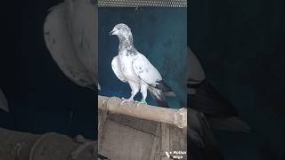 Kalseera aasmani high flyer kabutar flying 🕊😱  attitude pigeon video kabutar kabutarbazi video [upl. by Noteek312]