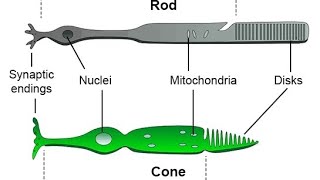 ROD CELLS OF THE EYES EXPLAINED [upl. by Eibloc]