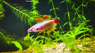 LONGFIN tanichthys albonubes MALES SPARRING White cloud mountain minnows [upl. by Adnopoz]