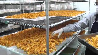 RSTDC Thailand  Cordyceps Mushroom Harvesting at Chiangrai [upl. by Mcnalley835]