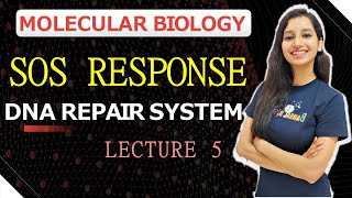 SOS RESPONSE DNA REPAIR LECTURE 5 Molecular Biology Dna Repair System [upl. by Acimaj]