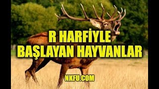 R Harfiyle Başlayan Hayvanlar [upl. by Lajes]