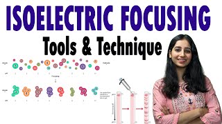 Isoelectric Focusing II Isoelectric Focusing of Proteins II Techniques [upl. by Frymire840]