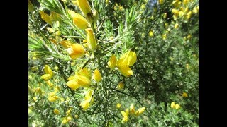 How to Identify Gorse amp Broom [upl. by Kaylyn299]