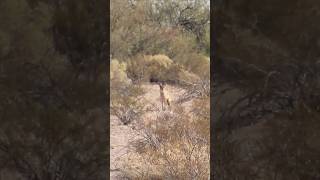 Coyote goes for a slide wildlife coyote coyotes nature foxpro [upl. by Fong]