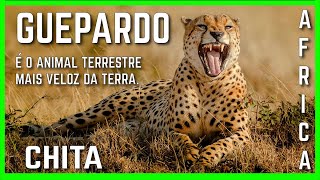 Africa Selvagem  Guepardo ou Chita [upl. by Aduh]