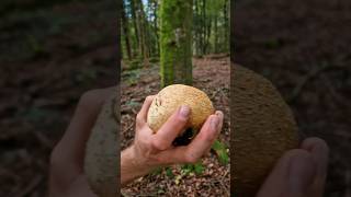 Forest hand Grenade Lycoperdon perlatum [upl. by Biancha]