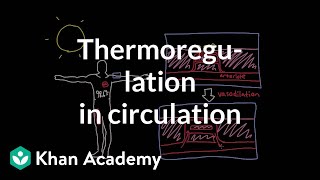 Thermoregulation in the circulatory system  Circulatory system physiology  NCLEXRN  Khan Academy [upl. by Akemit189]