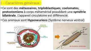 Biologie animale  Embranchement des Annélides [upl. by Darrick15]