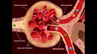 USMLE® Step 1 High Yield Nephrology Diuretics [upl. by Amaral]