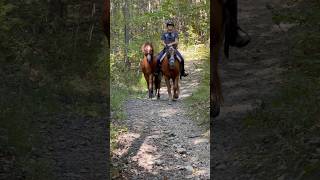 Baby Horse Goes Down Steep Hill [upl. by Ysnil]