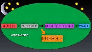 Verbranding in planten eenvoudige uitleg [upl. by Ecnal676]