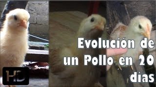 Evolución y cambios de un Pollito de 20 días de Nacido quotPIKITOquot [upl. by Aneleairam781]