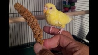 Teaching a parakeet to perch on your hand [upl. by Golliner]