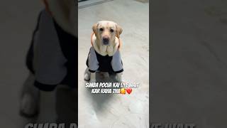 Sanskari Simba❤️🥰 vlog minivlog doglover dogshorts ytshorts dailyvlog dog pets [upl. by Ciel766]