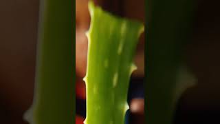 Sound of aloe vera splitting with hot cutters  creativecommons asmr satisfying [upl. by Casady]