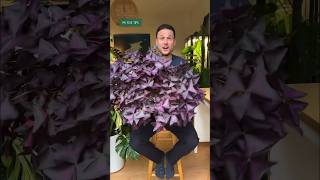 How to grow a lush oxalis caretips oxalistriangularis [upl. by Finley]