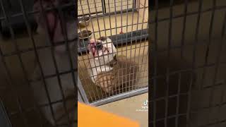 Adopting A Dog From shelter home Dog and puppy Rescue Tail rescuedoglove dogrescueshelter pets [upl. by Alley]