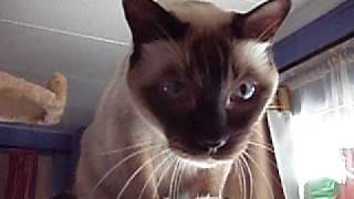 My Talking Tonkinese on Earthquakes [upl. by Davidoff]