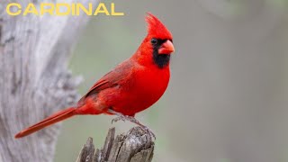 Cardinal CallMesmerizing shorts [upl. by Dutch]