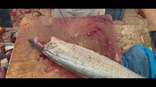 Scomberomorus Cavalla Fish Amazing Filleting। Fastest King Fish Cutting Skills। King Mackerel Fillet [upl. by Stanford]