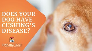 Free Guide Help for Dogs With Cushings Disease  Make Your Dog Feel Better [upl. by Bauer]