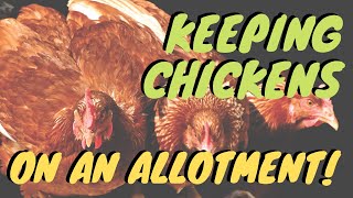 Keeping chickens  Allotments for beginners  backyard chickens  Gardening ideas [upl. by Rusticus]