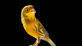 One of the kind CANARY SINGING [upl. by Pallaton]