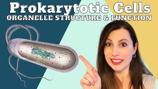 PROKARYOTIC CELL STRUCTURE AND ORGANELLESAlevel Biology cells topic 2 [upl. by Bakerman]