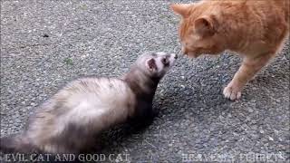 The good cat the bad cat vs Snoopy the ferret [upl. by Adnorahc]