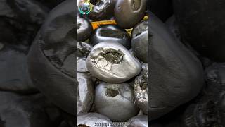 Shaligram  sri krishna shaligram shila  gandaki river shaligram 💐shorts short shortsfeed [upl. by Andel]