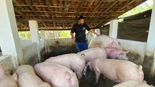 Manejo Reprodutivo na Suinocultura  sorteio da Federal 🐖🍀 [upl. by Laurin]