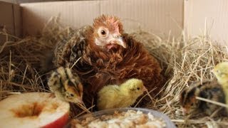 Raising organic quail  Hatching Nos cailles bio léclosion Codornices orgánicas eclosión [upl. by Searby]