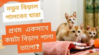 একসাথে কয়টা বিড়াল পালা ভালো প্রথম বিড়াল বাসায় এনে কি করবেন নতুনদের জন্য গুরুত্বপূর্ণ firsttimecat [upl. by Rapp]