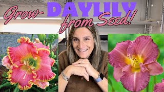 Lets Grow Daylilies from SEED Will It Work firsttime flowers garden [upl. by Wj]