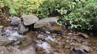 Forest Stream Relaxing Waterfall Sounds With Bird Chirping to relieve stress yoga and meditation [upl. by Zak]