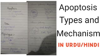 Apoptosis  classification and mechanism of apoptosis in easy way in urdu hindi General pathology [upl. by Acnaiv]