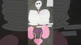 Hap II Div B Urinary system Project [upl. by Katusha]