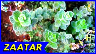 Zaatar Plant Origanum Syriacum [upl. by Juana]