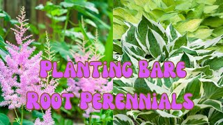 Unboxing and Planting Bare Root Perennials from Longfield Gardens 🍃 Potting Up Shade Bare Roots [upl. by Gwenora]