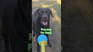 excitement fetchy time 🐾 dog best doglover bestfriend labrador fetch ball happy play [upl. by Harwilll]