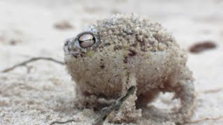 10 HOURS of Desert Rain Frog [upl. by Itsud]