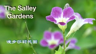 The Salley Gardens  Lyrics  漫步莎麗花園  中英字幕 Emi Fujita 藤田惠美 [upl. by Acinet]