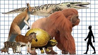 Cenozoic Beast A size comparison [upl. by Assili]