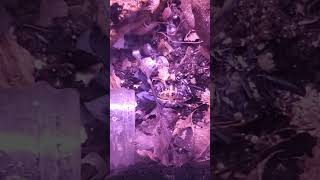 Bio Bugs vs Lanternfly 😱😁🔥 lanternfly bioactive hobby shorts terrarium isopod cricket Pt1 [upl. by Yseulte]