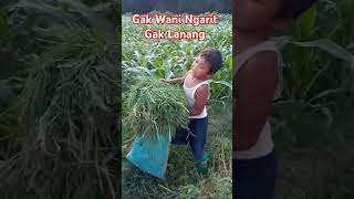 GAK WANI NGARIT GAK LANANG [upl. by Iramat]