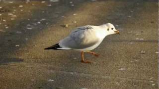 Blackheaded Gull Chroicocephalus ridibundus Larus ridibundus  Lachmöwe [upl. by Kanter]