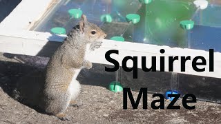 Can squirrel solve a maze ChatGPT says [upl. by Ravilob911]