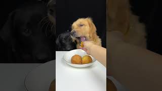 Today We Eat Fried Sweet Potato Balls Labrador and Golden Cute Pet Debut Plan [upl. by Yllus]